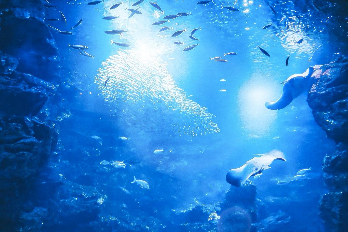 Sorani___Ao's tweet image. こんな世の中よりさ、水の中の方が
まだ息が出来る気がしたんだ。