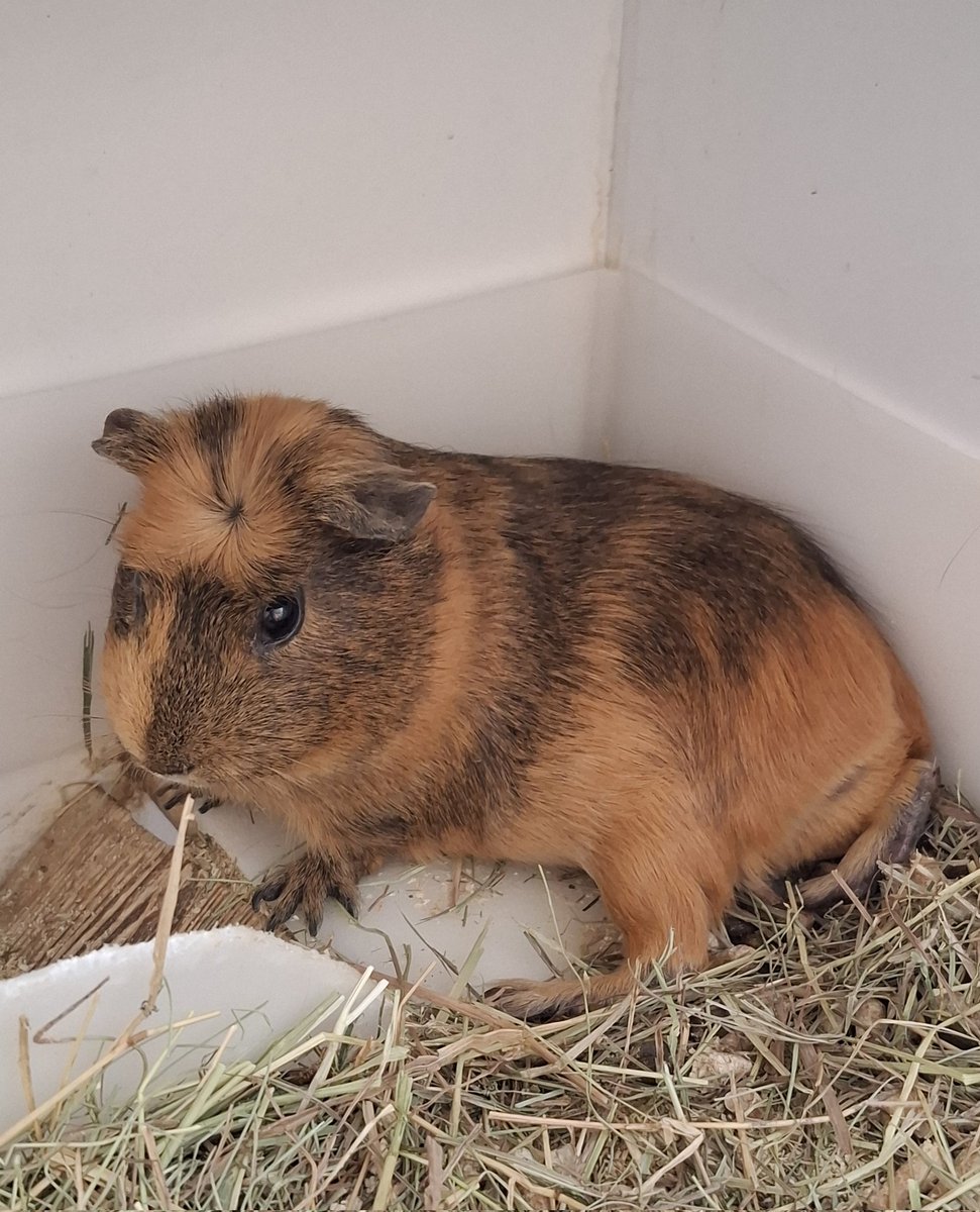 Busuka's tweet image. Нарисуй меня, как этих французских девушек