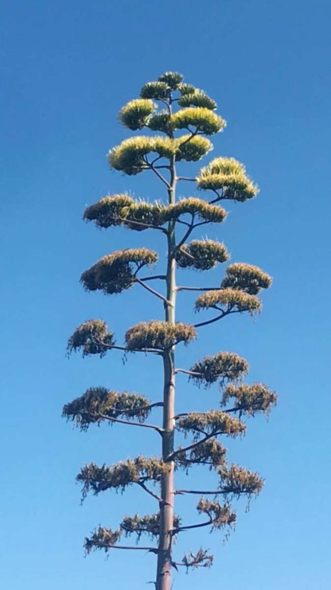 To me, m0x is flow. The Beacon is direction. Together they describe a network that doesn’t ask to exist.
<a href="/linera_io/">Linera ⛓️</a> !