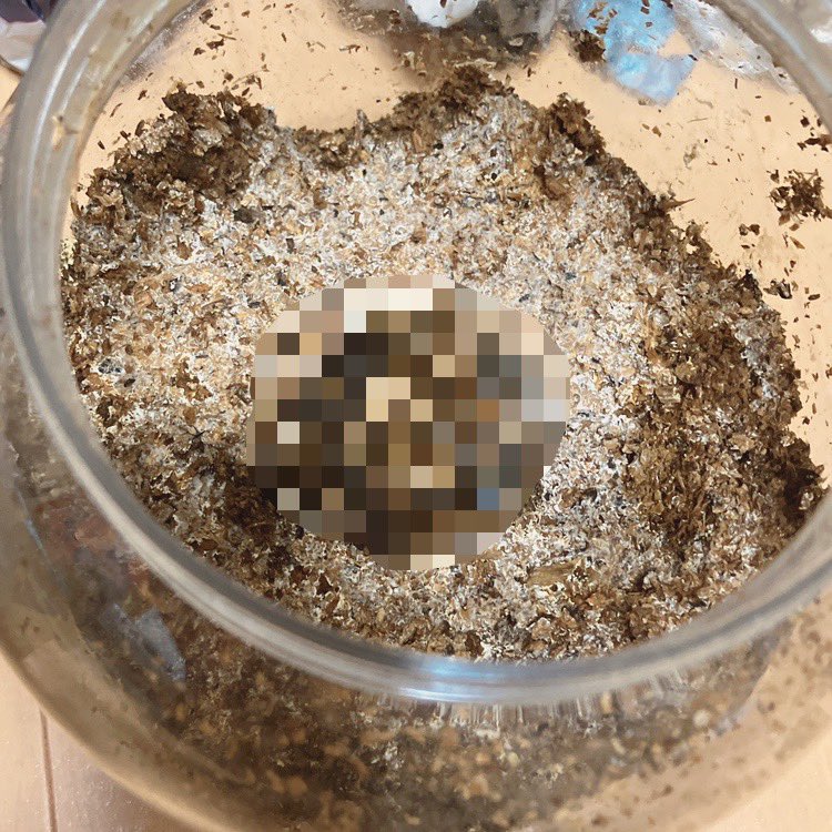 結局掘ったんだけど、ブリーダーの感が当たったようで…星になってた🥹後オス2匹しかいないんだけど…