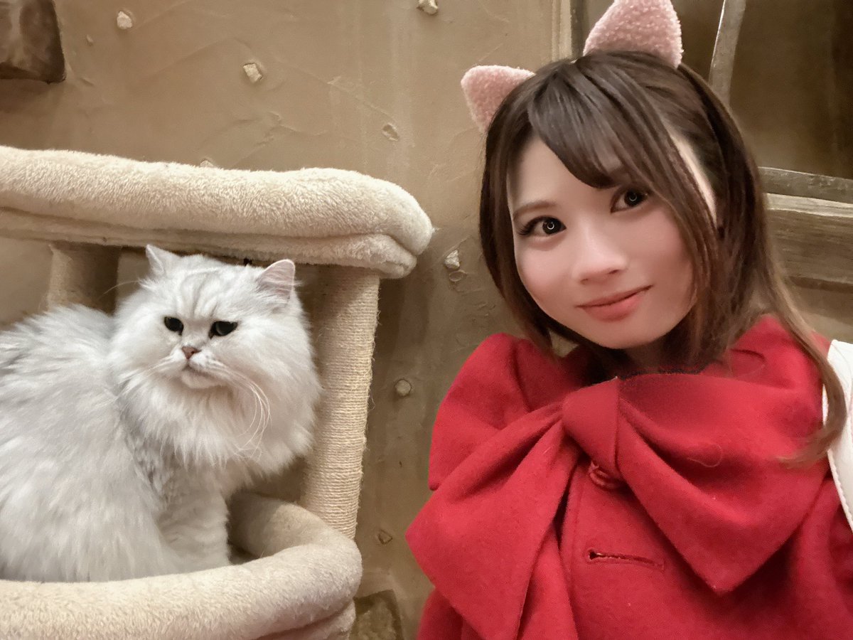 今日はにゃんにゃんの日ฅ^•ω•^ฅ 配信は🍓🍬×🐱だよ！ 準備出来たら配信