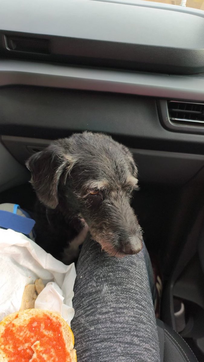 adrianmassanet's tweet image. Tienen razón los que dicen que los animales no son igual de importantes que los seres humanos

Son MUCHO más importantes, más nobles, más generosos y más inteligentes

Se merecen mucho más que cualkiera de nosotros