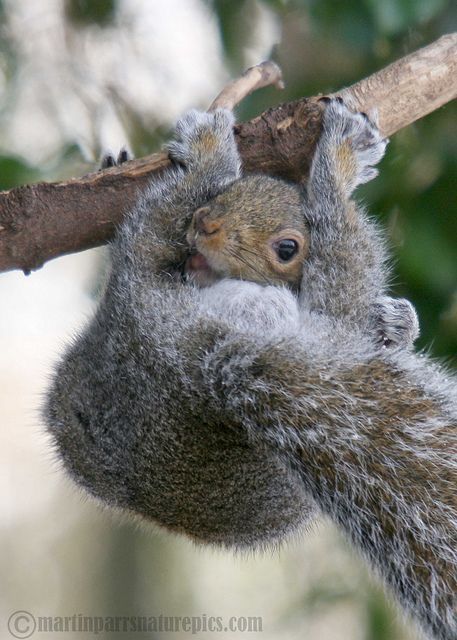 Eichhörnchen Fan 🐿🐿🇩🇪🇩🇪 tweet media