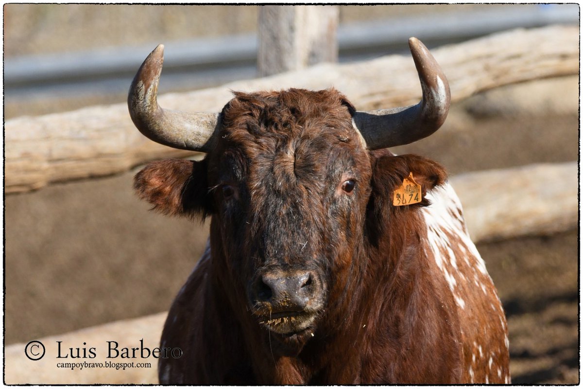 Ganadería "Hnos Huera Gasca" Paracuellos de la Rivera (Zaragoza) share.google/kItL9GNxY5hRwa…
#ToroBravo #Tauromaquia