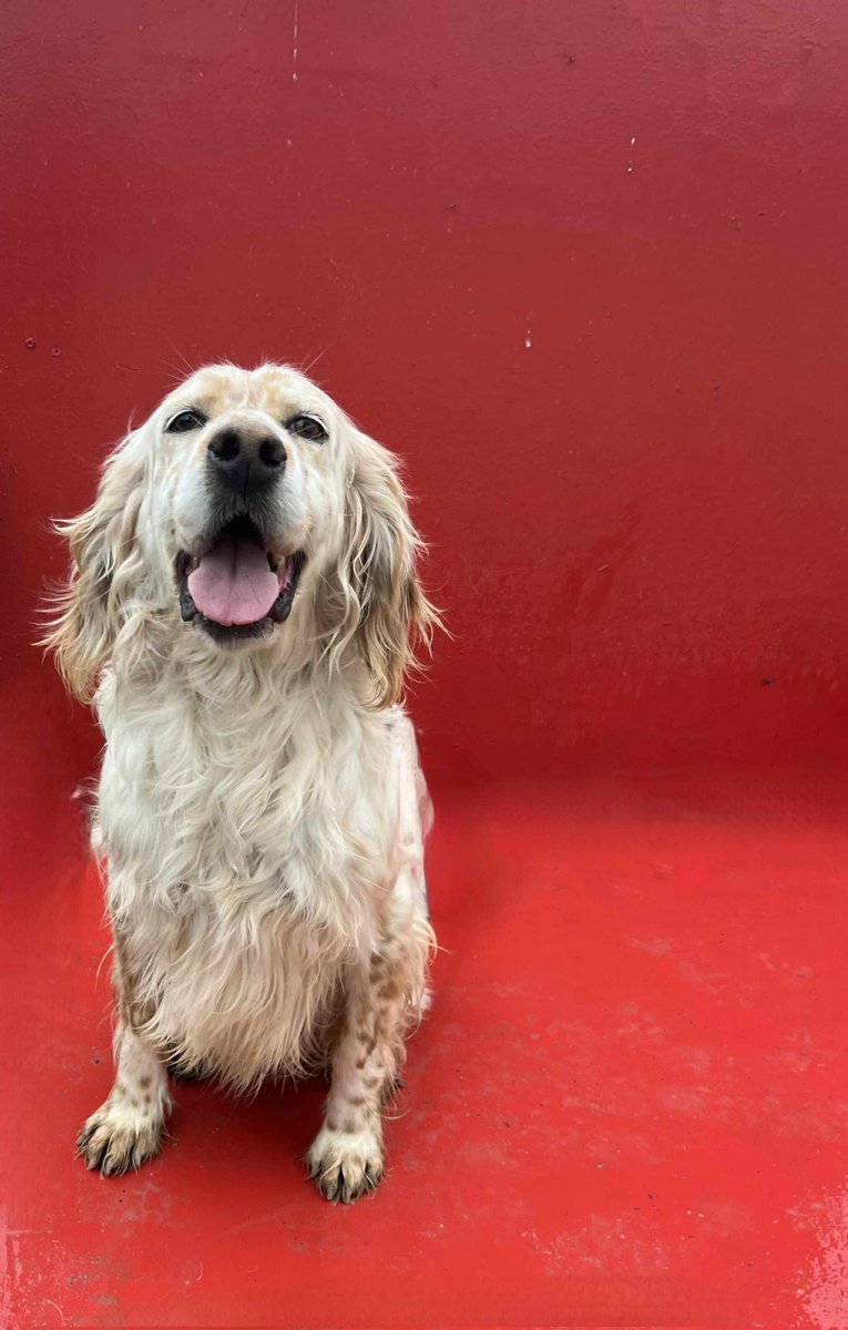 ELA
SETTER
DİŞİ
BURSA

FORM LİNKİ: hepad.org/yuva-ol/
Yuva olmak için lütfen form doldurunuz.*2418*563

Ela, sevecenliğiyle güven veren, iyi huylu ve sakin bir köpektir. Kendi sınırları olan, saygı gördüğünde bağ kurmayı bilen bir can. Ona anlayışla yaklaşacak, kalıcı ve