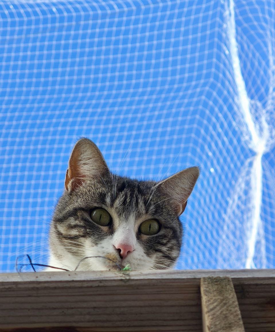 El amor no tiene edad y un gato adulto te lo da con creces y demuestra el tuyo por los animales al darles esa oportunidad
Eric y Eva, sobrino y tía esperan encontrar a esa persona q quiera dársela.
Han conocido el maltrato y ahora esperan un hogar guapo
Viajarían desde #Albacete