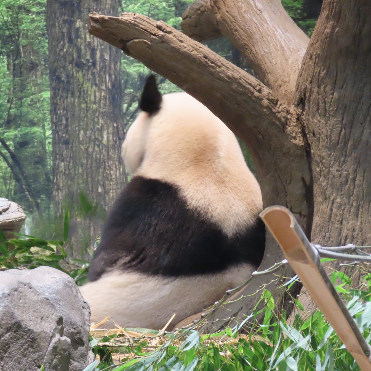 2026年1月14日　抽選観覧のレイレイ
動画撮影の時間短いなと思ったら背中写真がいっぱい撮れてた 丸いほっぺと背中がかわいいね
ありがとうレイレイ