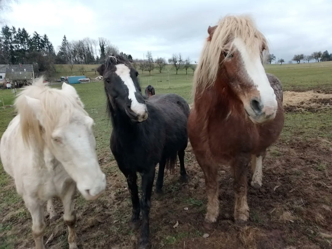 NeignMaster's tweet image. Jeez, all this pasture and you're mad about standing next to each other...