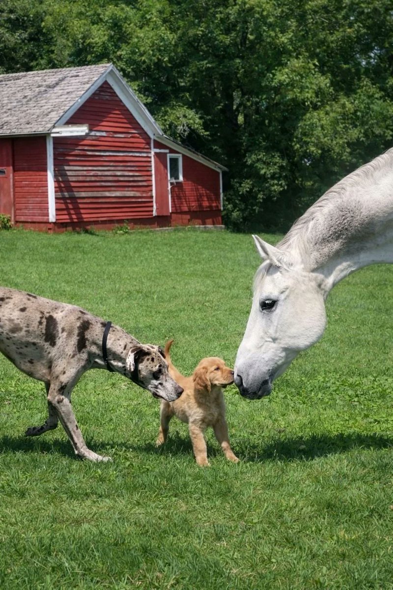 NeignMaster's tweet image. One of my favorite photos of my gelding who recently crossed the rainbow bridge &amp;lt;3