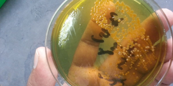 Study finds that flies can transmit cholera-causing pathogens. Africa carries the largest cholera burden, which is why an oral cholera vaccine trial is timeous.

Read More: ow.ly/x9hO50Y123V

#WitsForGood #WitsResearch #ResearchForGood