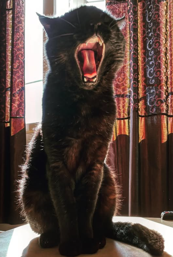 Dale Cooper tweet media