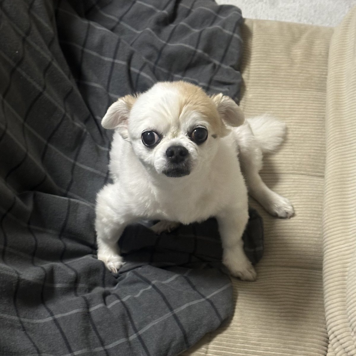 25257800nn's tweet image. かかってこい