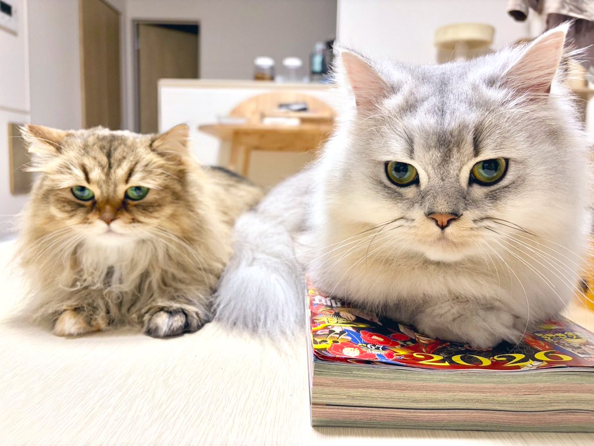 多々良ねこ 1_90-2_10_143aee17-e823-43d4-