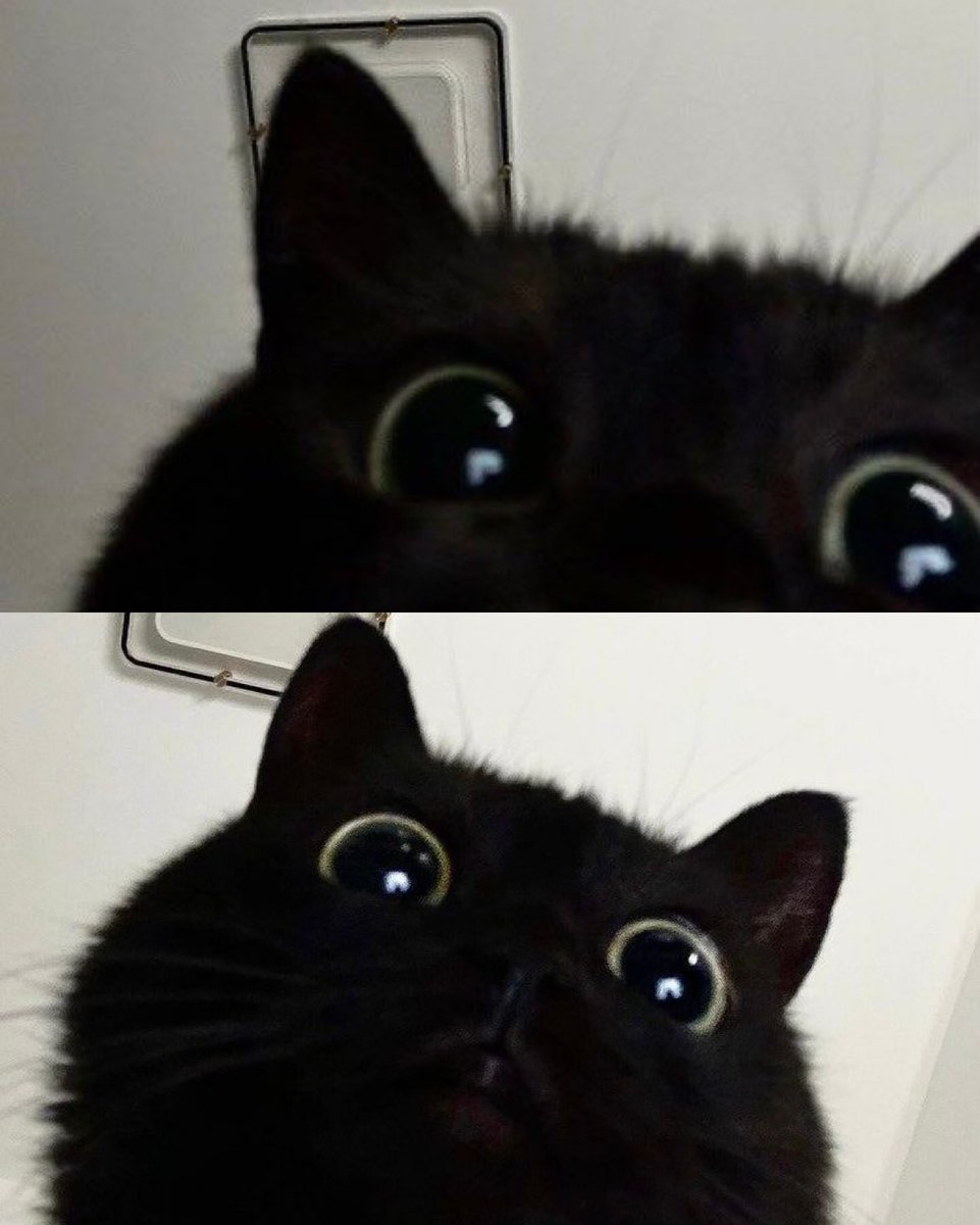 Miaw (@miaw) on Twitter photo 