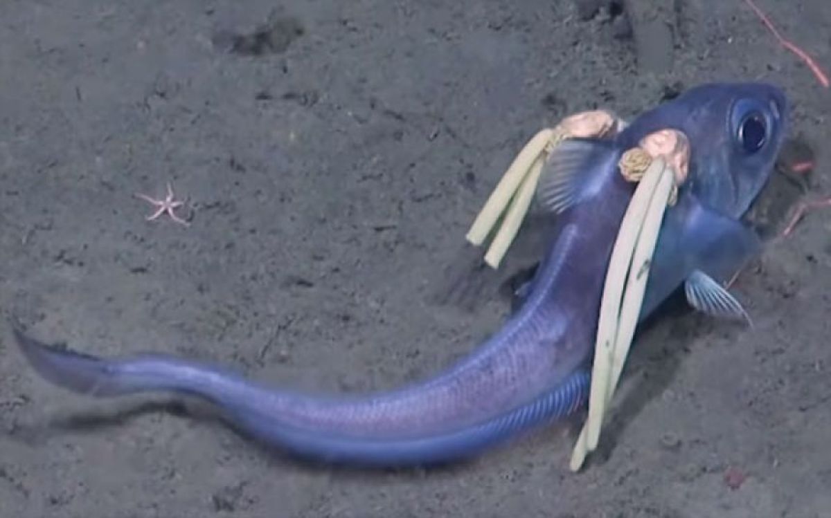 ＜話題の記事＞
頭に2束のリボンを付けた深海魚を南極で発見、だがリボンの正体は驚くべきものだった
karapaia.com/archives/50512…