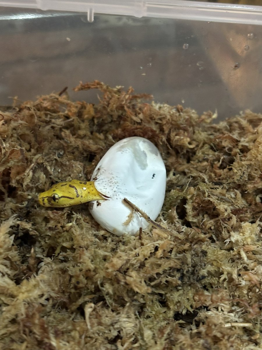 やっと産まれてくれました🐍
これから餌付けが大変ですが頑張って1匹でも多く生かせれるように頑張ります🐍
#Foster
#グリーンパイソン