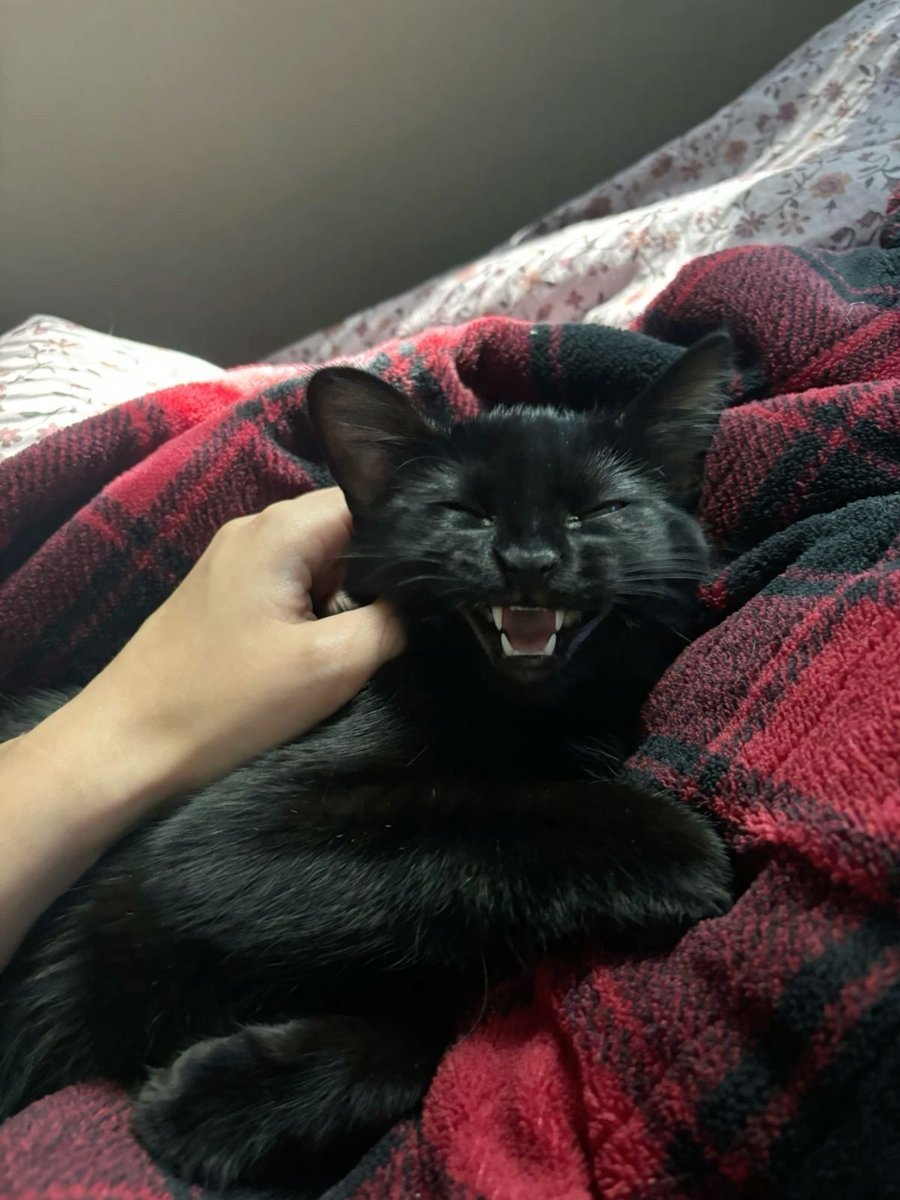 visualscat's tweet image. 