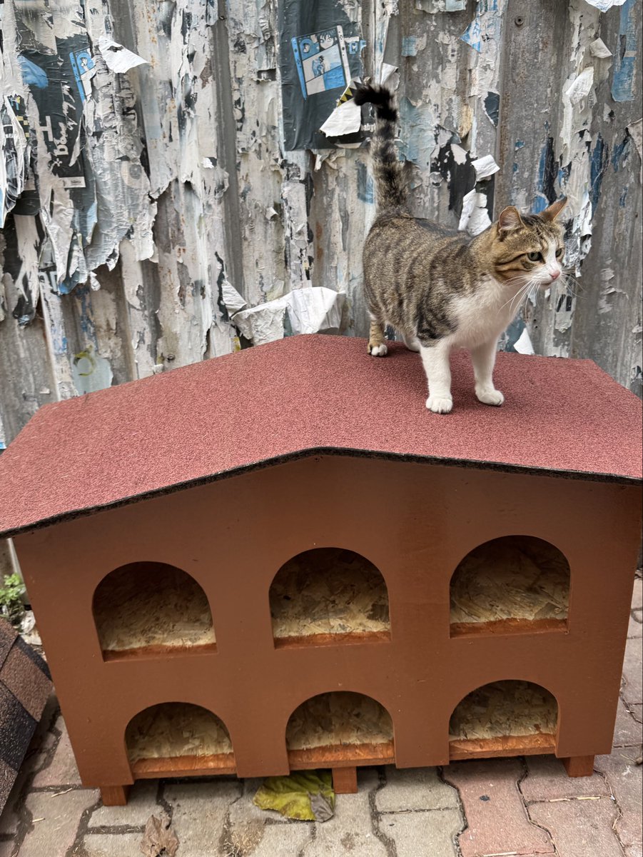 Biz ise düz vatandaş olarak kimseye ulaşamıyoruz, dilekçelerimiz otomatik cevaplarla kapatılıyor.
Bizim kedi evimiz nerede?
Tertemiz, dış koşullara dayanıklı, mahallelinin ortak aldığı kedi evimiz gece yarısı alındı; yerine sunta, dayanıksız bir ev kondu (fotoğraftaki gibi).
Bir