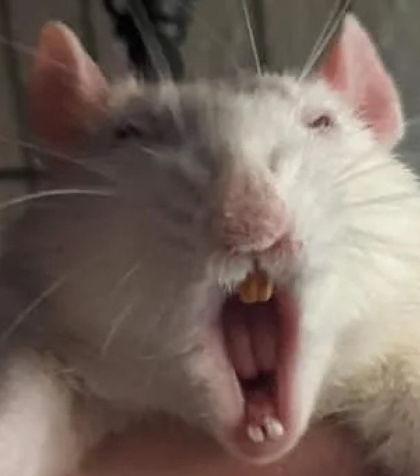 Funky_Rot's tweet image. I fucked up
I fucked up making mac n cheese and I fucked up eating it when I KNEW it was no good
All I'm allowed to do now is pay the price of my foolishness