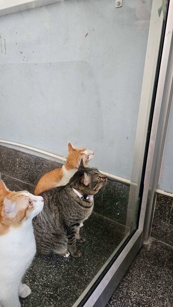 johnjud_cu's tweet image. เด็กๆที่ชมรมติดคนมากๆ รอให้พี่ๆมาเล่นด้วยอยู่ตลอดเลย 😢 แต่น่าเสียดายที่พี่ๆก็มีภารกิจมากมาย ทั้งเรียน ทั้งสอบ และต้องดูแลแมวป่วยอีกหลายตัว💔 พวกเราจึงตั้งใจอยากหาบ้านที่อบอุ่นให้น้องๆค่ะ ใครสนใจอุปการะน้องๆ ทักมาหาเราได้เลยนะคะ 💌🏡