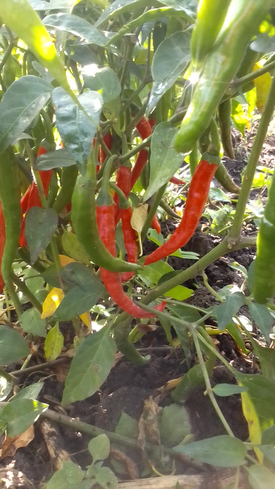 UWINEZA Yves tweet media