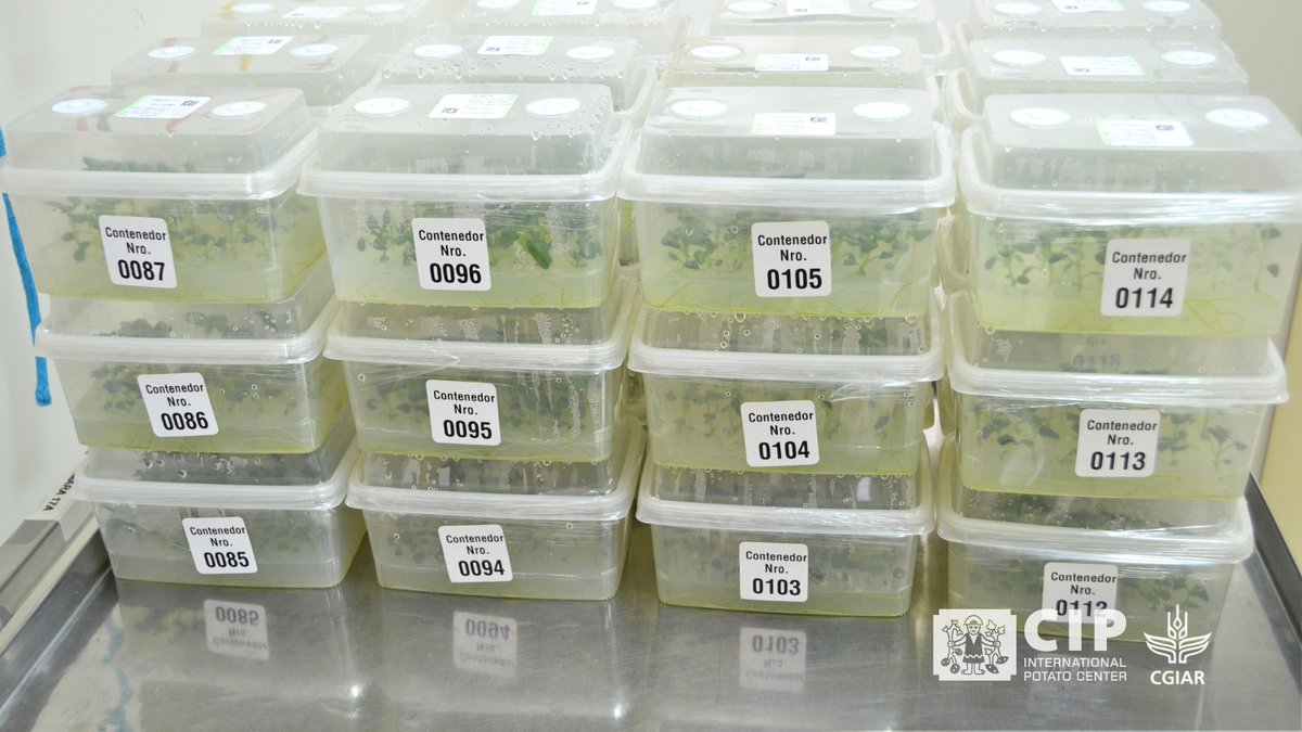 Cipotato's tweet photo. Biofortified potatoes at scale 🌱!

CIP’s delivery of in vitro plants to INIA marks a key step toward expanding iron-rich potatoes 🥔 across Peru. It supports healthier diets and more resilient agriculture.

👉🏽 https://t.co/EZFGNWoCXE

🔸 @INIAPeru 
🔸 @CGIAR https://t.co/8iIutxo3lz