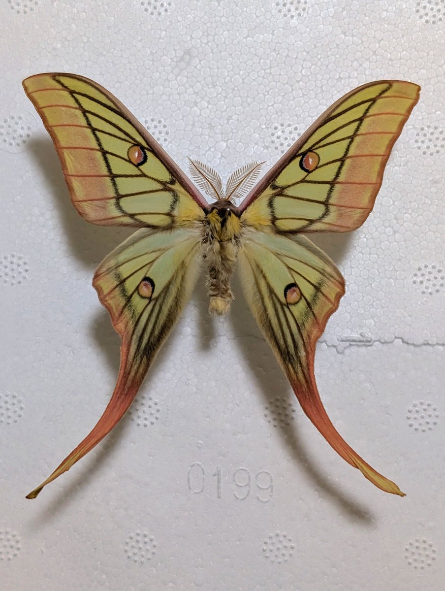 M0 (@mom0mom0mom0m00) / Posts / X