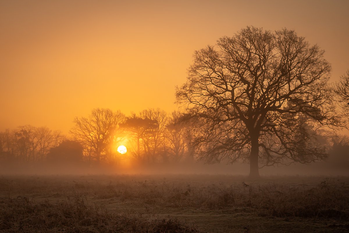 I swear since the moment I took this photograph in Bushy Park last week, the sun has gone off in a big huff. Please come back sunshine, all is forgiven. 🤗