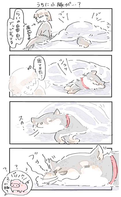 #4コマ漫画 #柴犬
うちに小豚が…? 