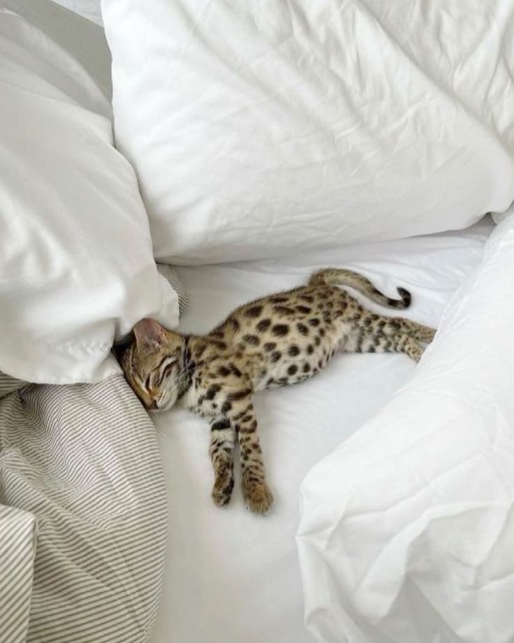 😻😻 (@kittenhideout) on Twitter photo 