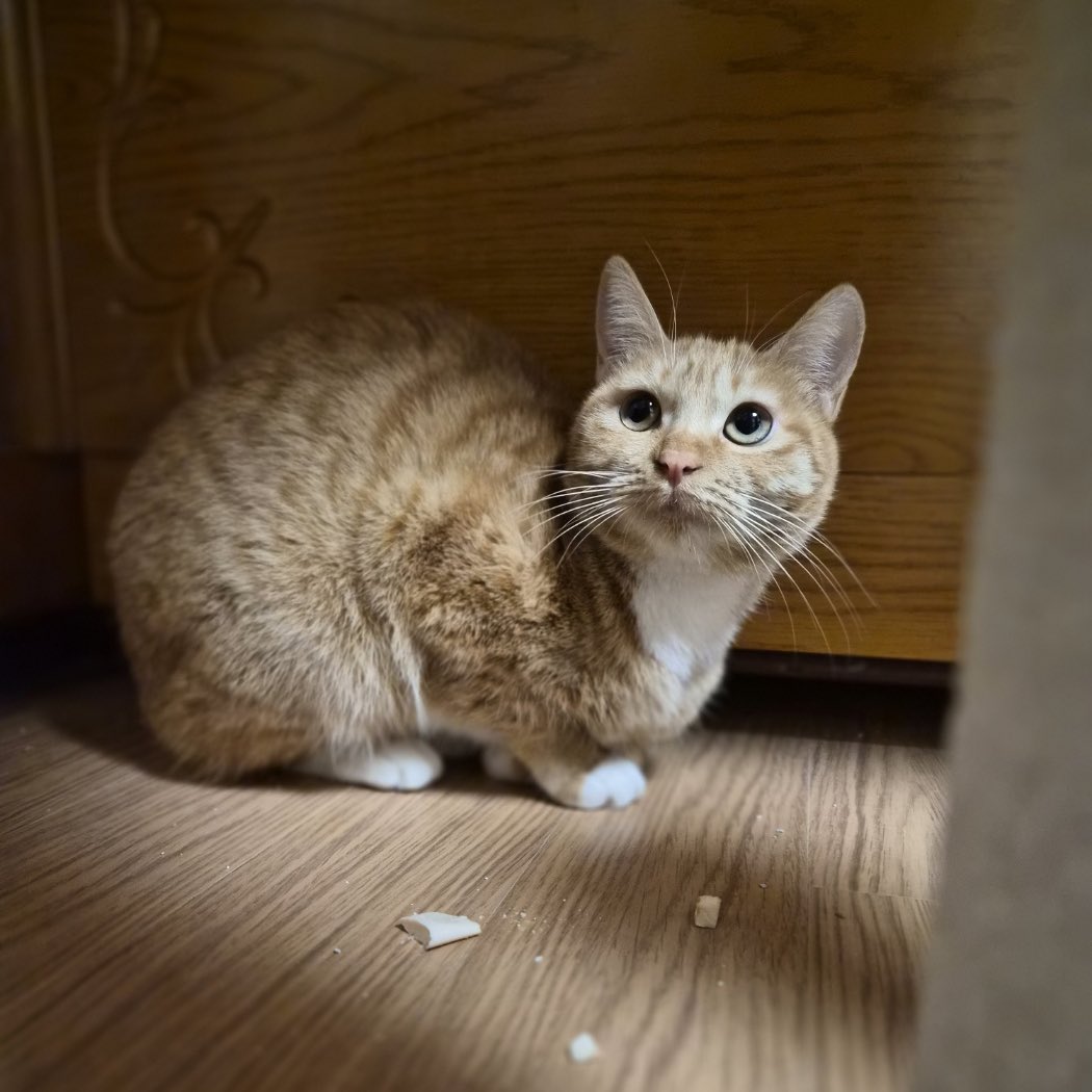 kimdoaeng's tweet image. 모짜는 점차 집사와 가까워지고 있어요 간식 주면 먼저 가까이 다가오기도 해서 금방 더 친해지지 않을까 싶어요💛 앞발이 너무 귀여운 모짜 가족 찾습니다😽
- 1살, 여아(중성화o)
- 진짜 귀욥게 생겼고요,,, 작아요
- 입양시 전국 데려다드려요
#입양문의는프로필링크참고❤️
#임보냥_모짜 #입양홍보