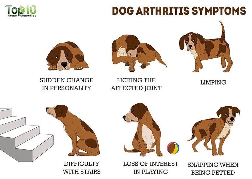 PawAndPups's tweet image. As your furry friend ages, arthritis can sneak in. Keep them comfy with gentle exercise, weight management, and supplements like glucosamine &amp;amp; chondroitin. They've loved you, now let's return the care! #DogHealth #Arthritis