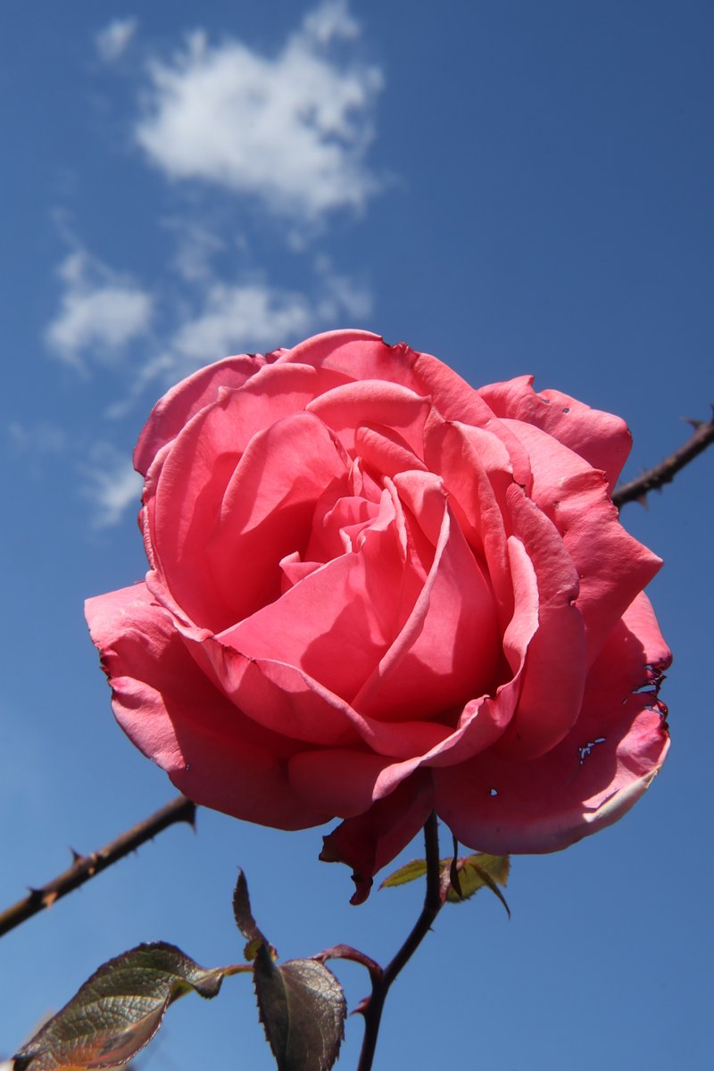 pinkrose