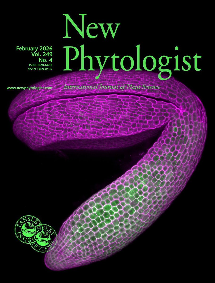 NewPhyt's tweet image. 🆕 Our #LatestIssue is online now!

📚 nph.onlinelibrary.wiley.com/toc/14698137/2…

Highlights include:
🌱 Calcium signaling in #crops
🌱 Strigolactone perception
🌱 The SUN in plant defense against #HerbivoryAttack