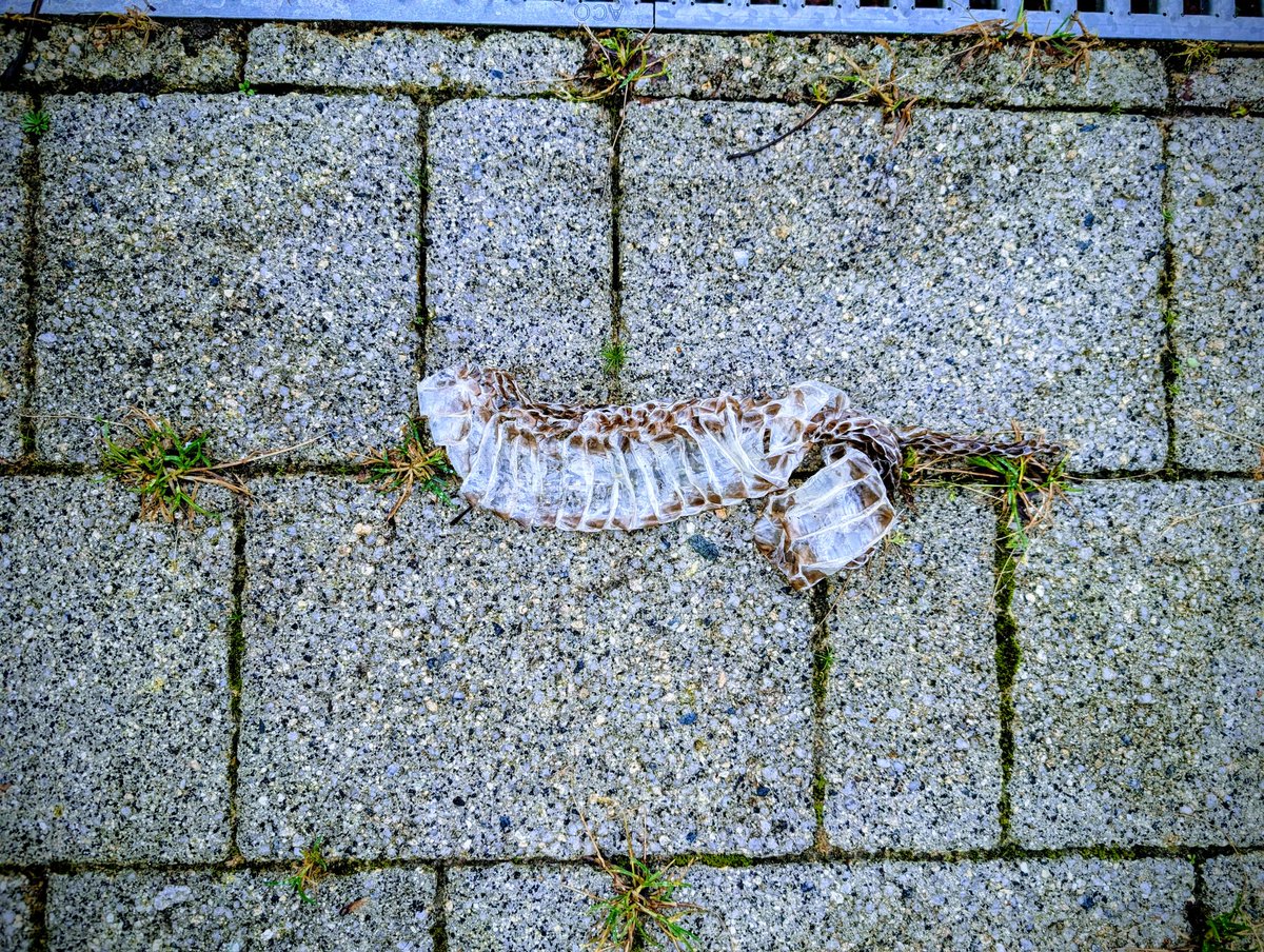 Ripon Ray (MIMA Cert) tweet media