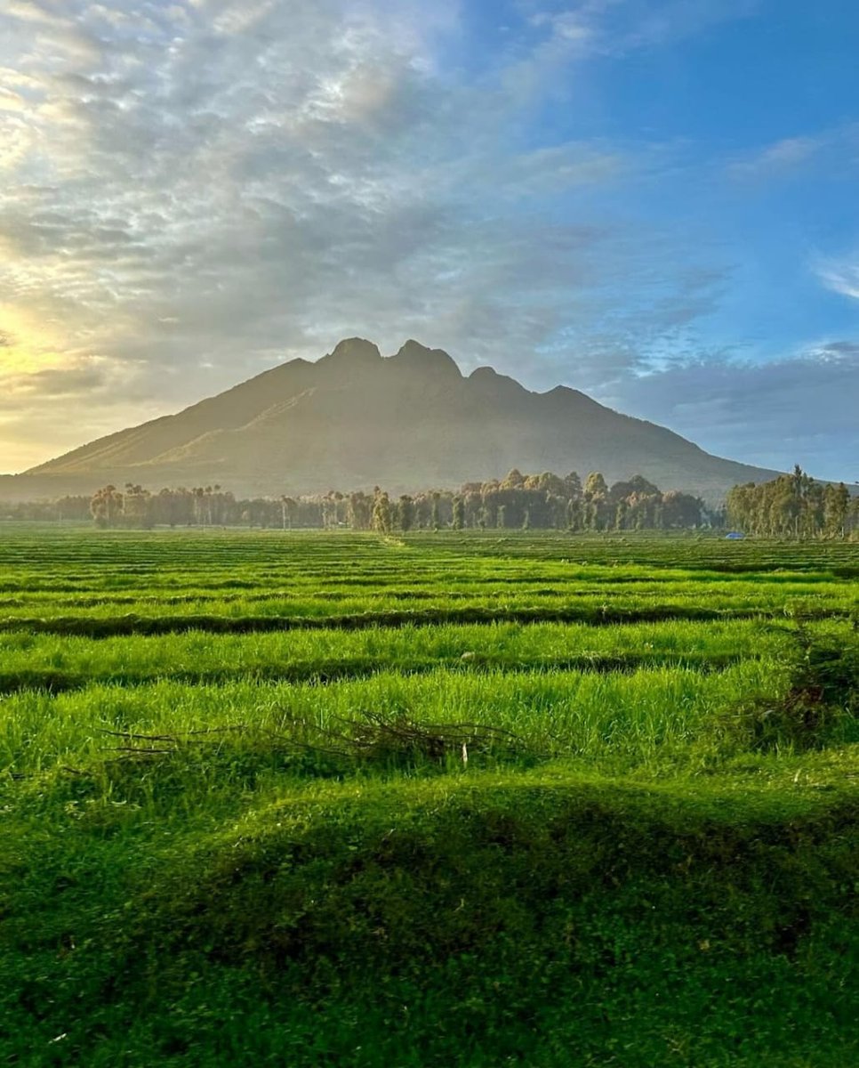 JungleRideSafar's tweet image. Work, save, travel, repeat," time off is for making memories. 

Book a day #trip safari to the #volcanoesNP for #gorilla #trekking #adventure with us.

#VisitRwanda #Traveler #JungleRideSafaris #Africa #Kigali  #WORLDTOUR2026 #ExploreMore #NatureLovers #Rwanda #AdventureAwaits