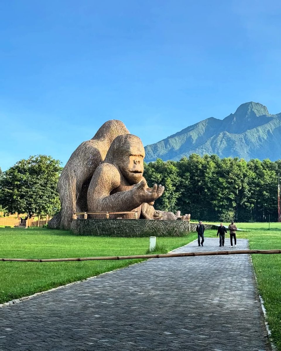 JungleRideSafar's tweet image. Work, save, travel, repeat," time off is for making memories. 

Book a day #trip safari to the #volcanoesNP for #gorilla #trekking #adventure with us.

#VisitRwanda #Traveler #JungleRideSafaris #Africa #Kigali  #WORLDTOUR2026 #ExploreMore #NatureLovers #Rwanda #AdventureAwaits