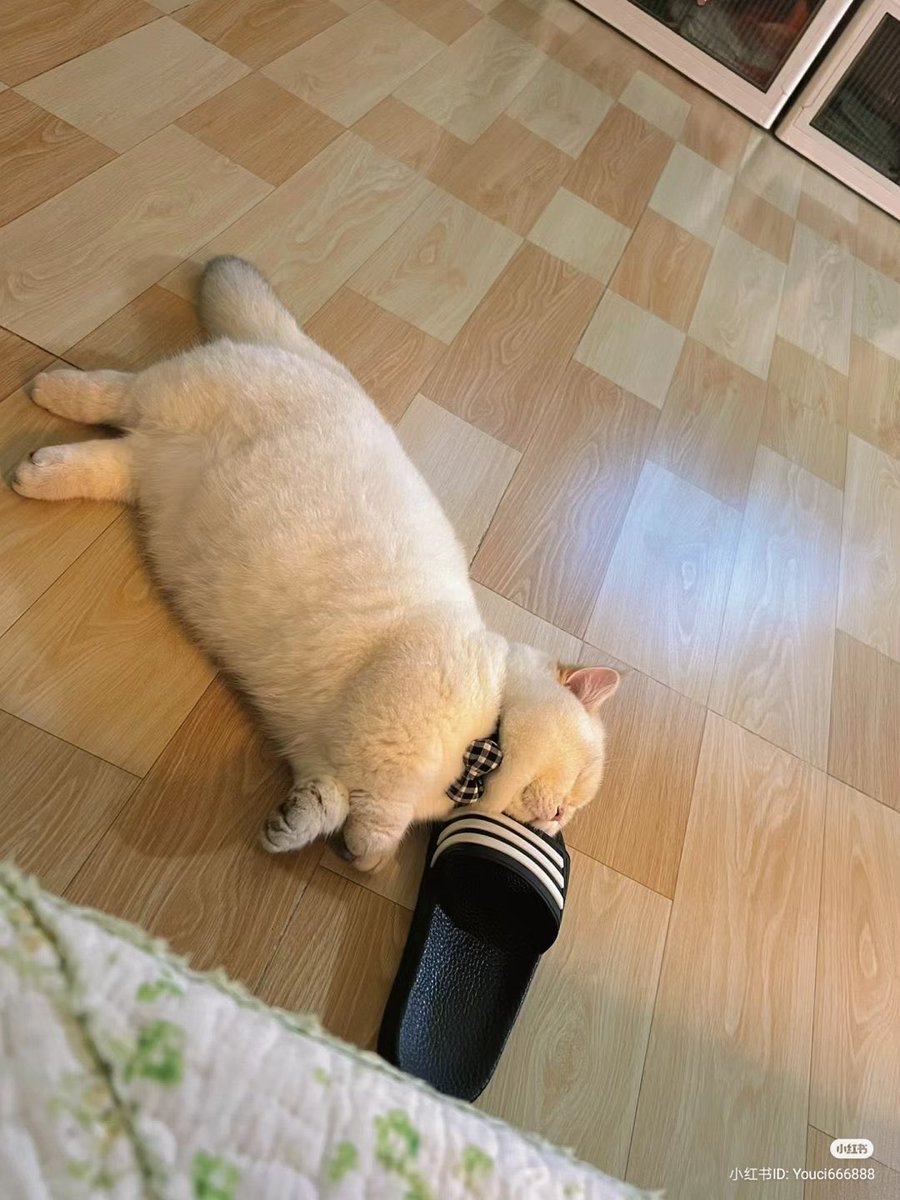 nocontextscats's tweet image. Sheep