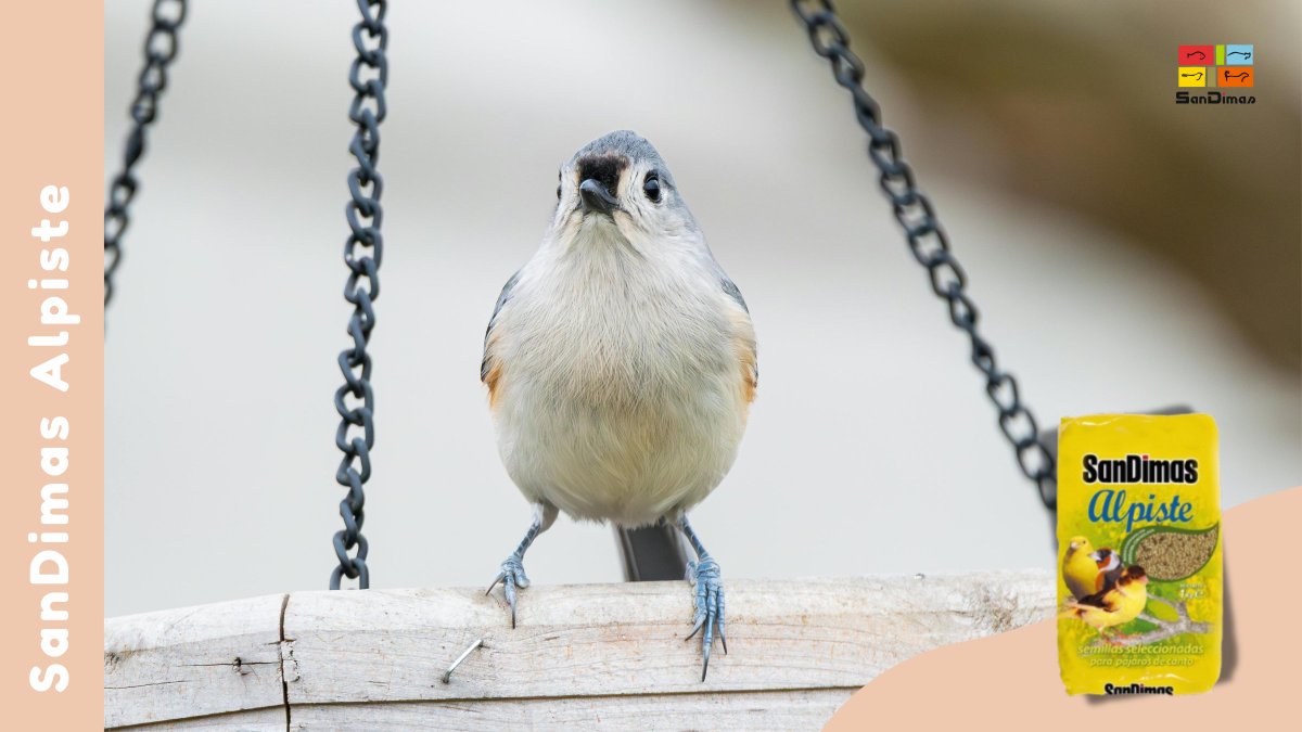 🐦✨ Cuida a tus pajaritos de canto ⤵️

Sirve nuestro alpiste y las semillas seleccionadas directamente en el comedero y asegúrate de que siempre tengan agua limpia.  

Disponible aquí: 🔗 prosandimas.net/catalogo/06016

#sandimas #mascotas