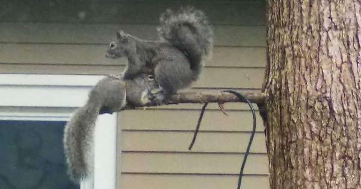 SlenderSherbet's tweet photo. The amount of nuts a squirrel can hold in its mouth depends upon the species of squirrel. Smaller species hold only one nut. Larger species can sometimes hold two nuts. Depending on the size of the nuts.

#SquirrelAppreciationDay https://t.co/tKa2HaOK4O