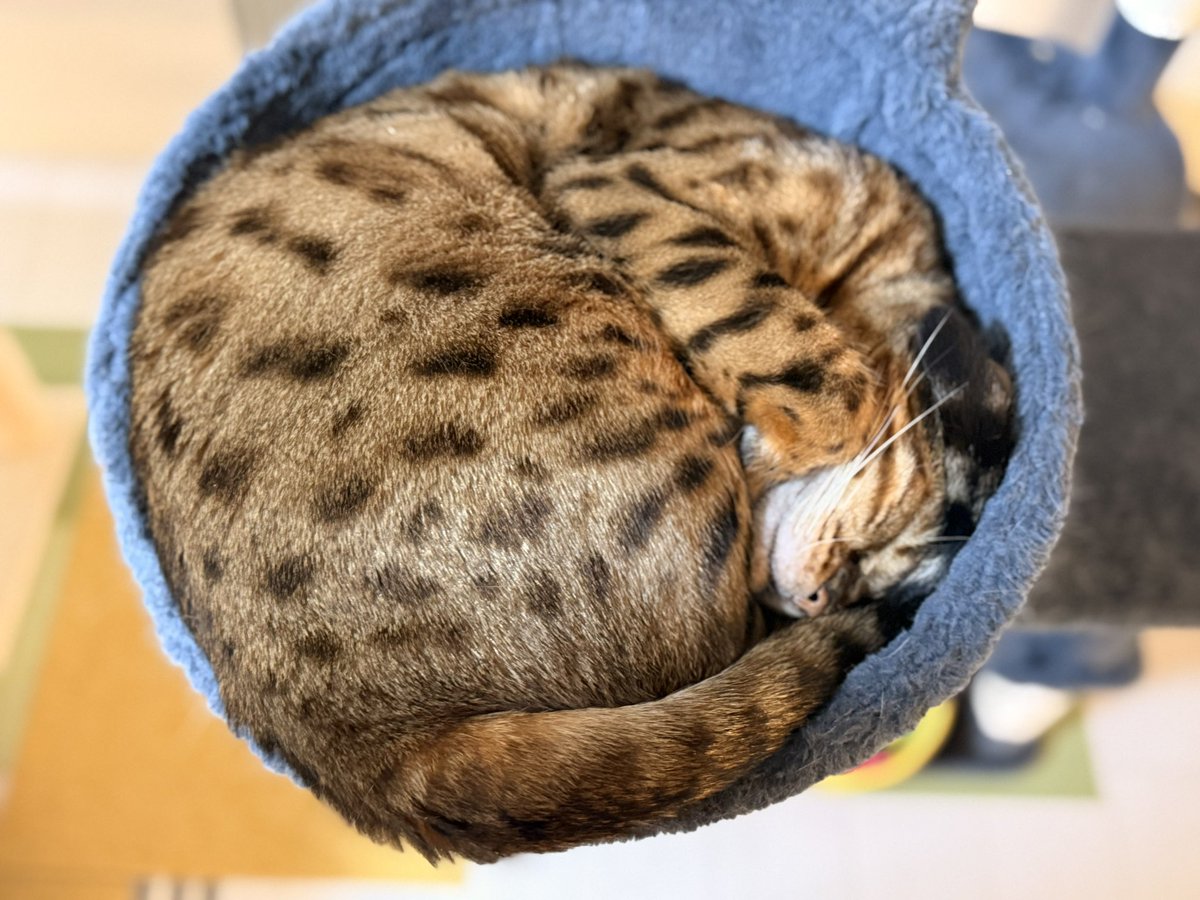 ooooliveeee's tweet image. 24日内視鏡だから少しでも水分入れたくて今日は点滴してもらった。食べてるようで量は食べれてないし水分も少しずつだし、今日はヨロヨロ気味。おまけに左眼も少し眼脂が出てきてるのであわせて見てもらったら、脱水で陥没してるから脂が出てくるのだそう。