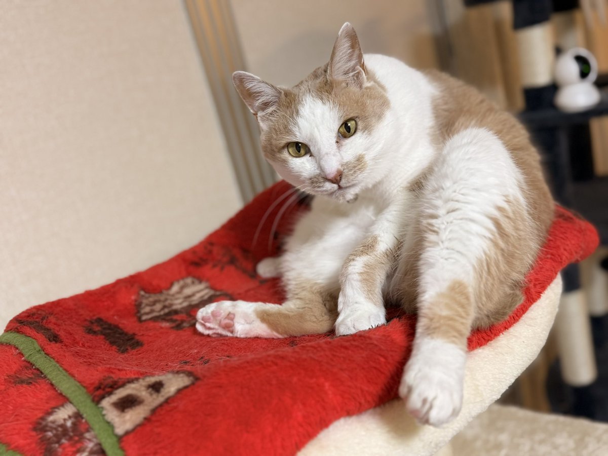 ooooliveeee's tweet image. 24日内視鏡だから少しでも水分入れたくて今日は点滴してもらった。食べてるようで量は食べれてないし水分も少しずつだし、今日はヨロヨロ気味。おまけに左眼も少し眼脂が出てきてるのであわせて見てもらったら、脱水で陥没してるから脂が出てくるのだそう。