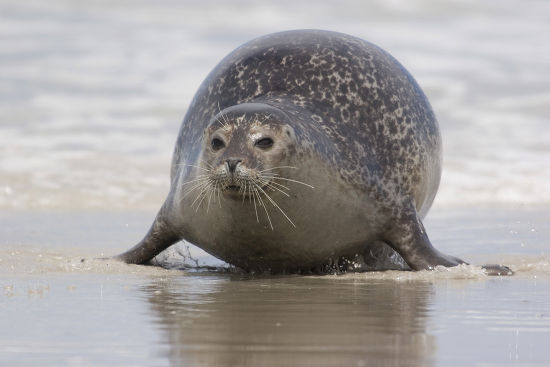 saralyzed's tweet image. trans person: im trans
society: fucking kill yourself
fat chaser seal: how big is it