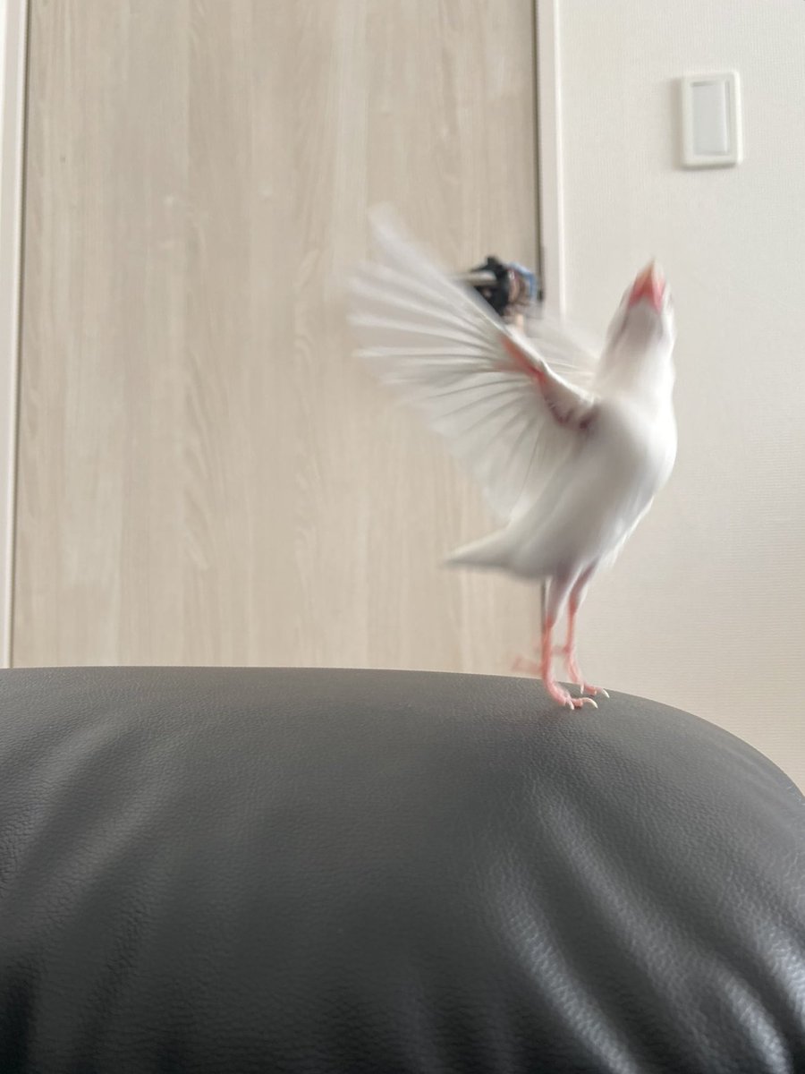 白文鳥のコッコ (@7nNxrg27PIUFCMS) / Posts / X