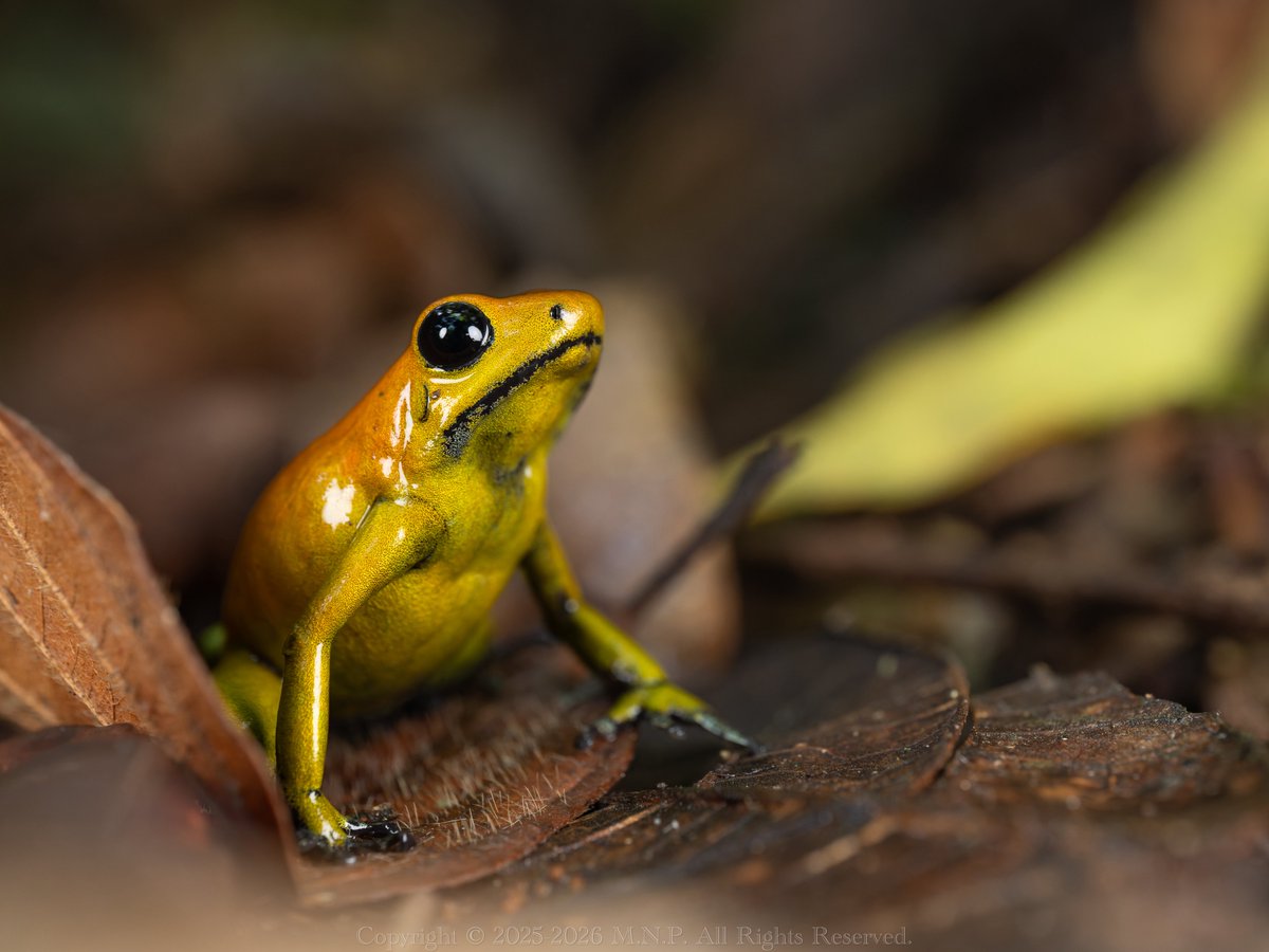 病み上がりの体に鞭を打ち、藪を分け入った末に発見した猛毒の宝石。自分の中のbicolorは、もっと足が黒ずんでいるイメージだったが、この地域の個体群は黄色の面積が広いパターンが多いそう。

アシグロフキヤガエル
Phyllobates bicolor