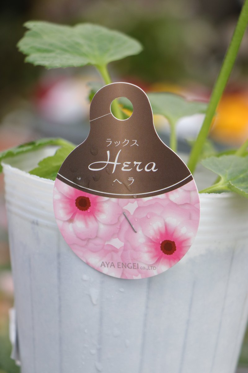 花らっきょ様 ♡リクエスト2点 ✨まとめ商品✨ありがとうございます♪☀️ ✨ラナンキュラス・ラックス✨ ワックスのような光沢花びらが美しい