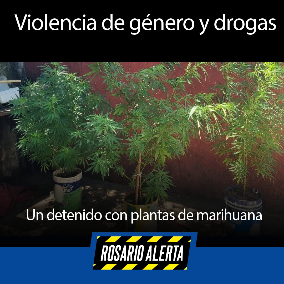 RosarioAlerta's tweet image. 🚨 Violencia de género y operativos policiales | Un hombre fue detenido con plantas de marihuana. En paralelo la Policía recuperó 6 motos robadas en distintos procedimientos realizados en la ciudad
#Policiales #Rosario #MotoRobada rosarioalerta.com.ar/site/?p=30441 a través d @RosarioAlerta
