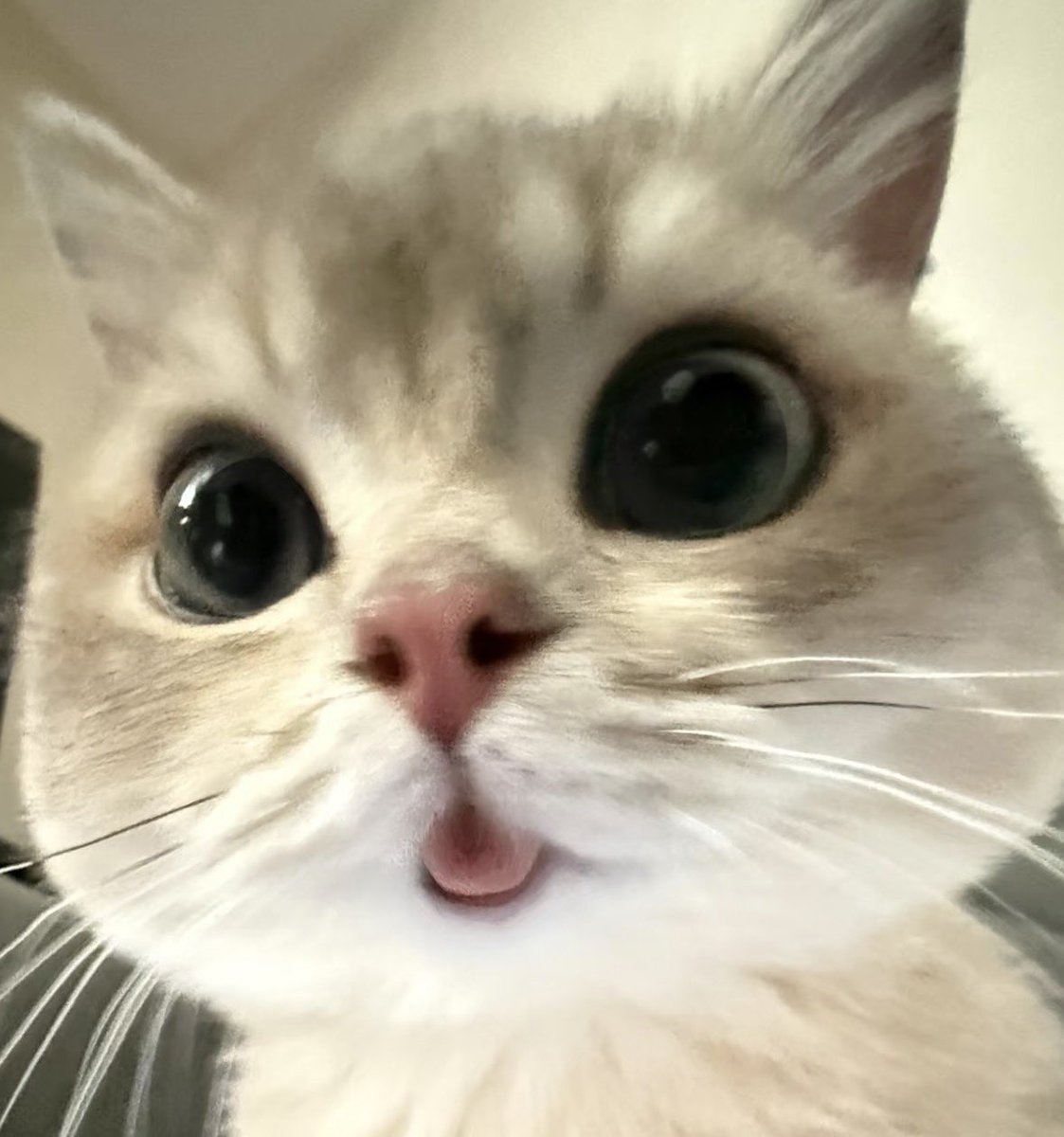 ⠀  ∧             ∧
≽( 👁️👅👁️ )≼⟆