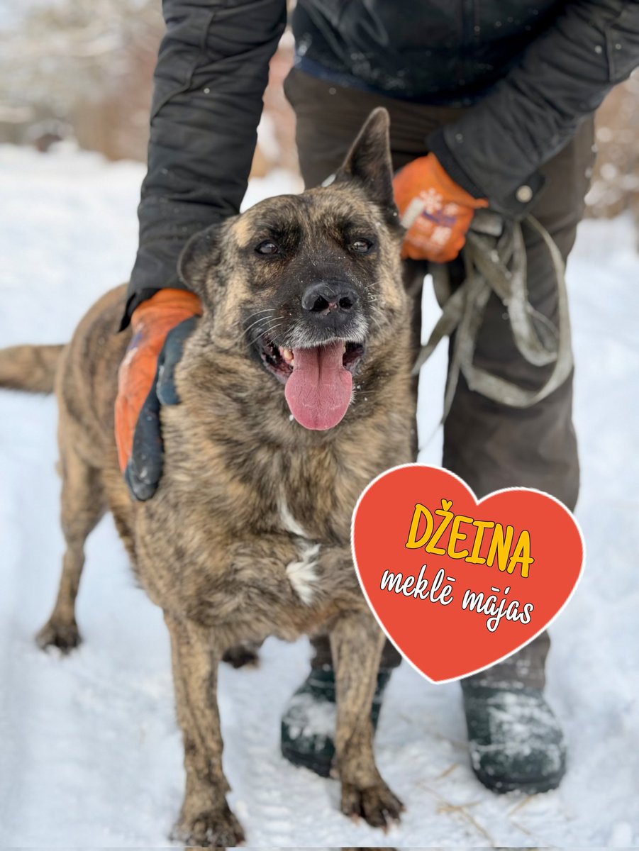 Čaviņa visiem! Esmu DŽEINA. 😊 Augumā vidēji liela suņmeitiņa. Kažociņš man skaistā tīģerkrāsā. Austiņas kā lokatori, neviena skaņa nepaslīdēs garām. Īpaši, kad ciemos būsiet nākuši, lai pastaigā dotos knaši. 😉
Pēc dabas esmu dikti mīlīga, draudzīga ...
facebook.com/share/p/1BETm8…