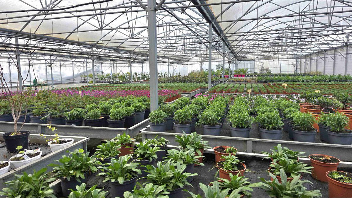 Depuis plus de 50 ans à Launaguet, Delmas Horticulture doit son renom à une production de plantes, fleurs et légumes issus des terres familiales et de ses 9000m2 de serres. 
Un bel exemple de 100 % local dans la pure tradition horticole et maraîchère de notre #Nordtoulousain